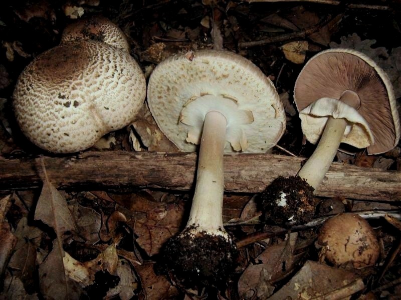 Agaricus molleri - Fotograf.il.9.08.2011.sotto Quercia